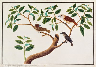 Scaly-breasted Munia, White-headed Munia, and Malaysian Honeyguide, from Drawings of Birds from Malacca, c.1805-18 by Chinese School